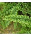 Nephrolepis exaltata "Green Fantasy" - Felce riccia -