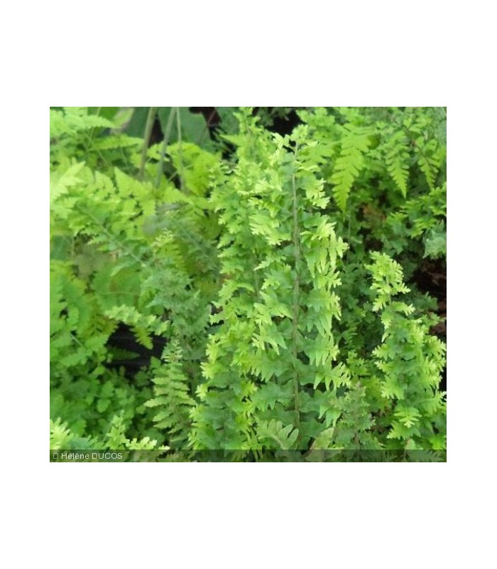 Nephrolepis exaltata "Green Fantasy felce