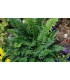 Polystichum Tsus-simense - Felce di Corea - pianta per terrari