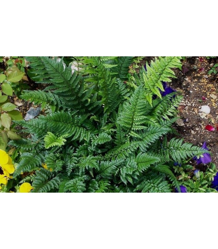Polystichum Tsus-simense - Felce di Corea - pianta per terrari