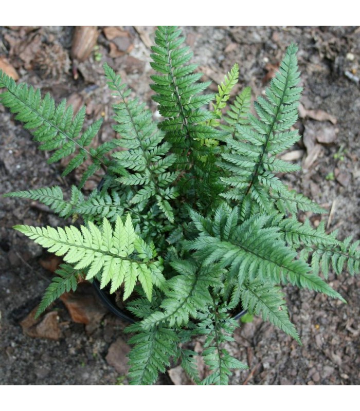 Polystichum Tsus-simense - Felce di Corea - felce per terrari