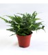 Polystichum Tsus-simense - Felce di Corea -