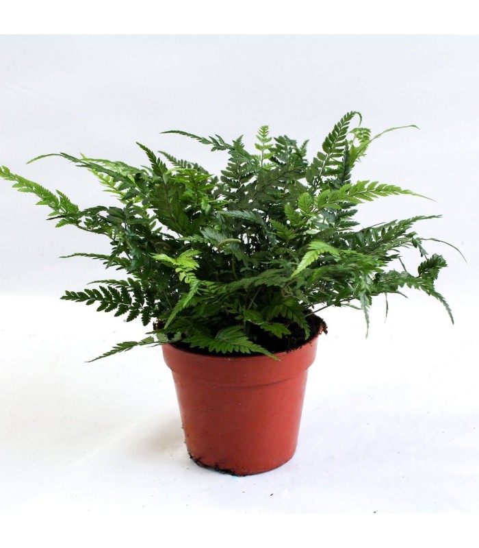 Polystichum Tsus-simense - Felce di Corea -