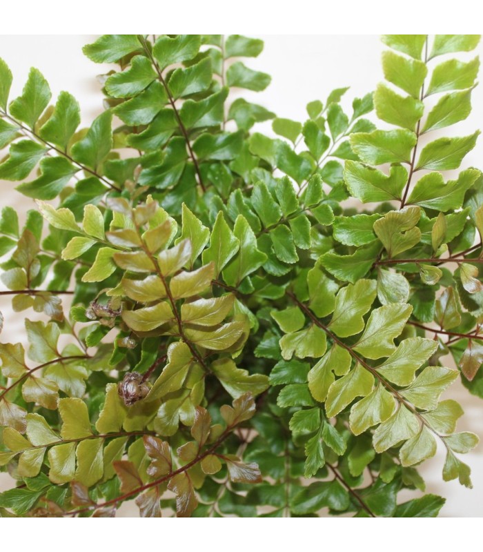 Didymochlaena truncatula - Felce capelvenere - pianta per terrario