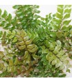 Didymochlaena truncatula - Felce capelvenere -