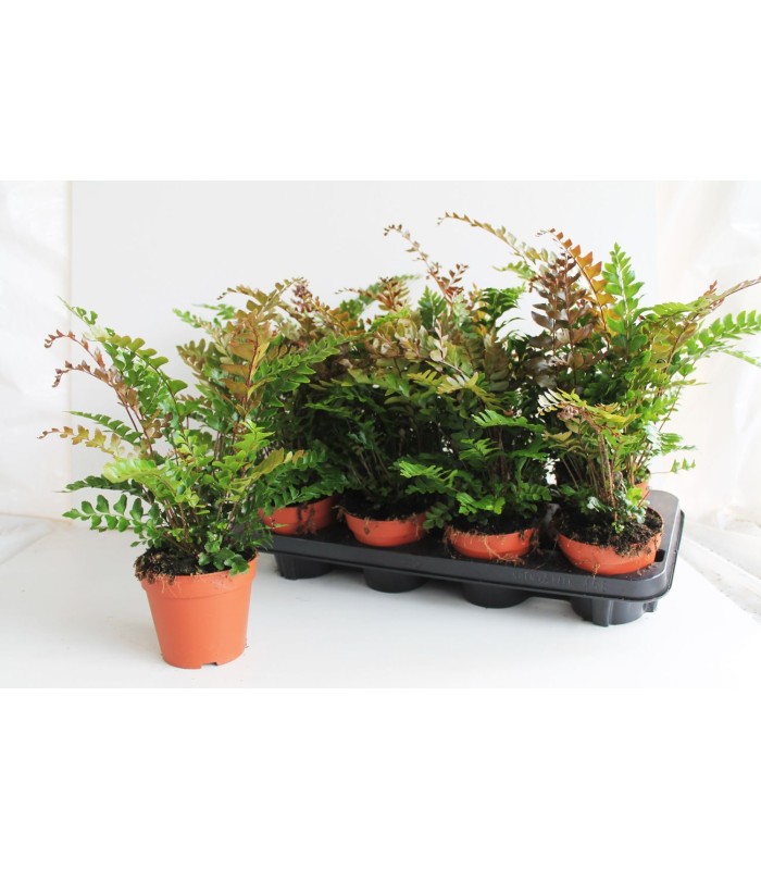 Didymochlaena truncatula - Felce capelvenere -