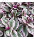 Tradescantia albiflora nanouk pianta per paludario