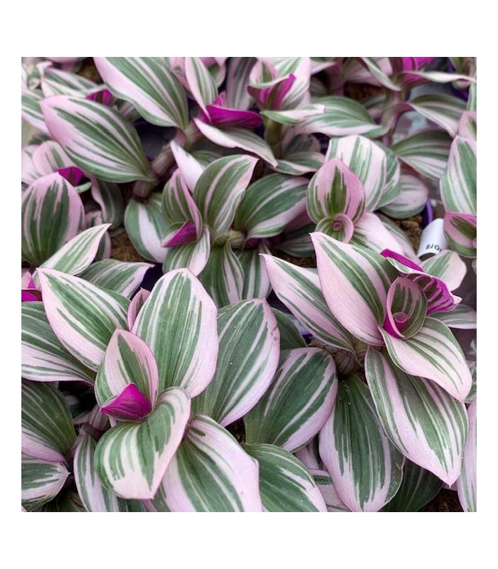 Tradescantia albiflora nanouk pianta per paludario