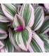 Tradescantia albiflora nanouk pianta per terrario