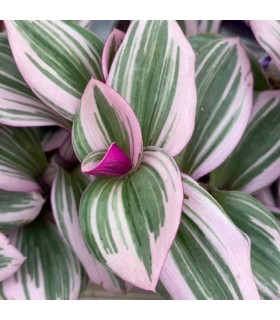 Tradescantia albiflora nanouk pianta per terrario