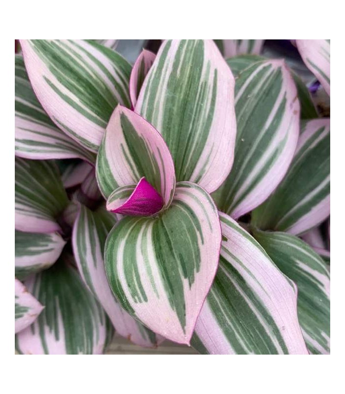 Tradescantia albiflora nanouk pianta per terrario