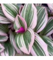 Tradescantia - Erba misera