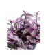 Tradescantia albiflora nanouk