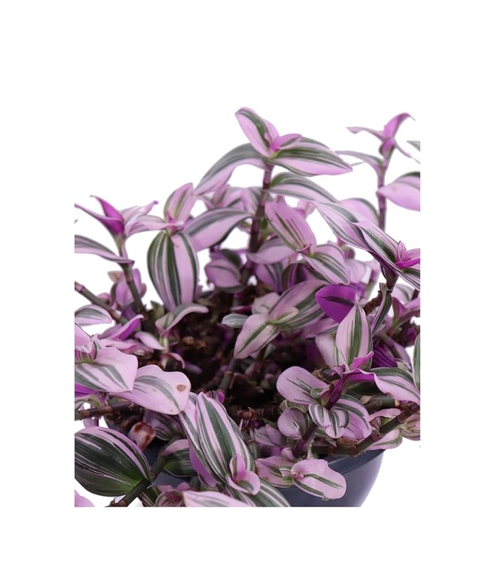 Tradescantia albiflora nanouk