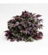 tradescantia zebrina purple