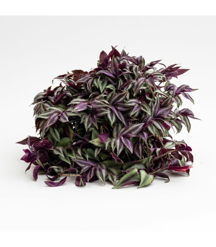 tradescantia zebrina purple
