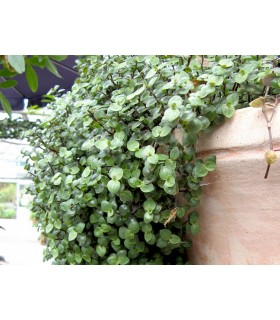 Callisia repens