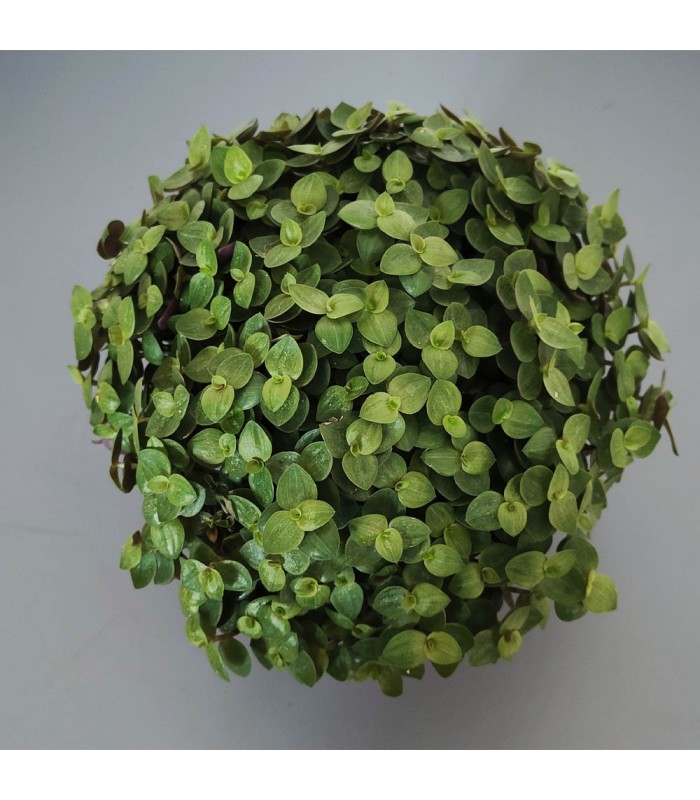 Callisia repens Turtle