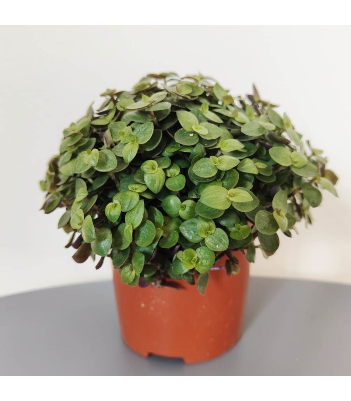 callisia repens per terrario