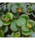 Sedum makinoi "Tundra Tornado"