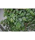 sedum tundra tornado