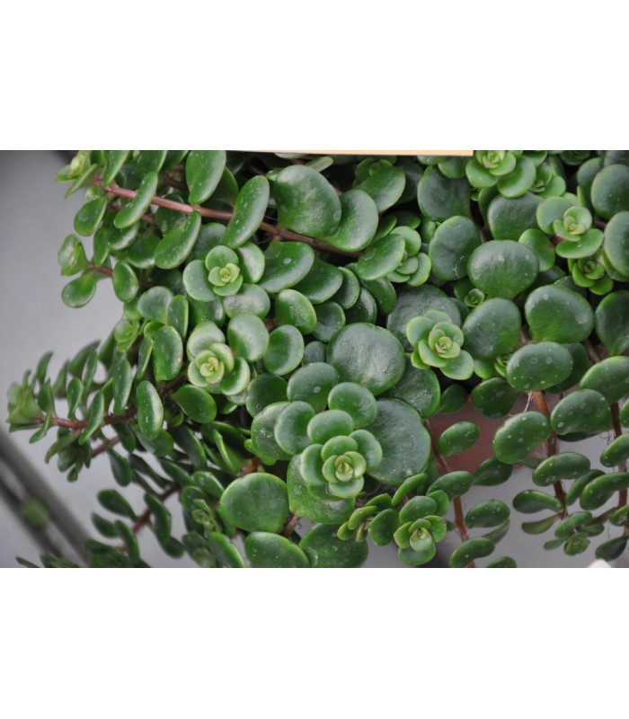 sedum tundra tornado
