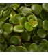 sedum tundra tornado