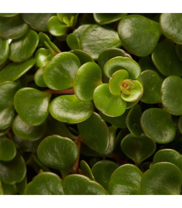 sedum tundra tornado