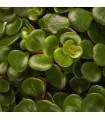 Sedum makinoi "Tundra Tornado"