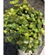 sedum tundra tornado