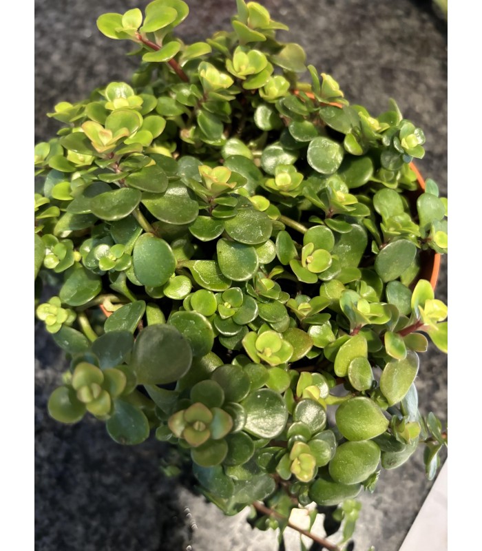 sedum tundra tornado