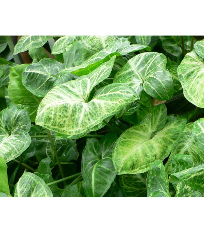 syngonium podopyllum