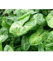 Syngonium podophyllum