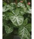 Syngonium podophyllum