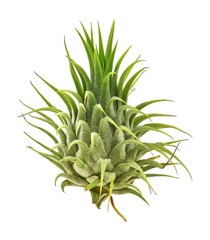 tillandsia ionantha