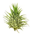 Tillandsia - pianta dell'aria