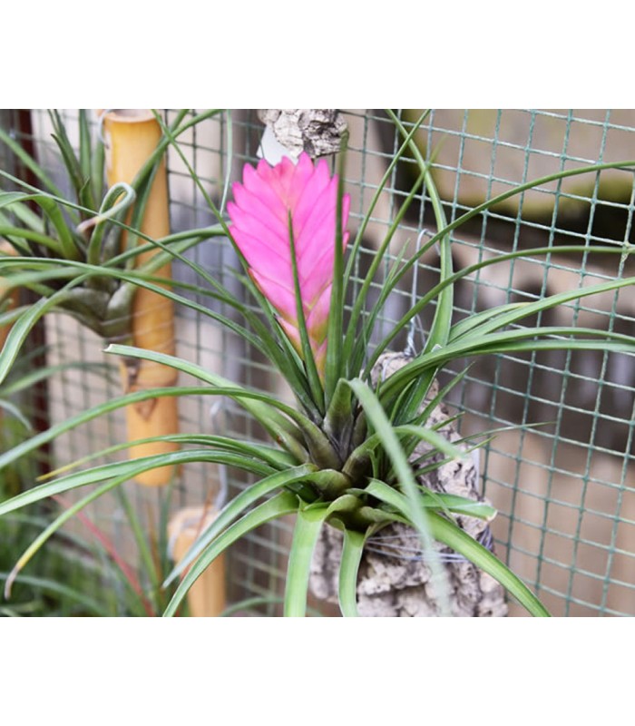 tillandsia melanocrater