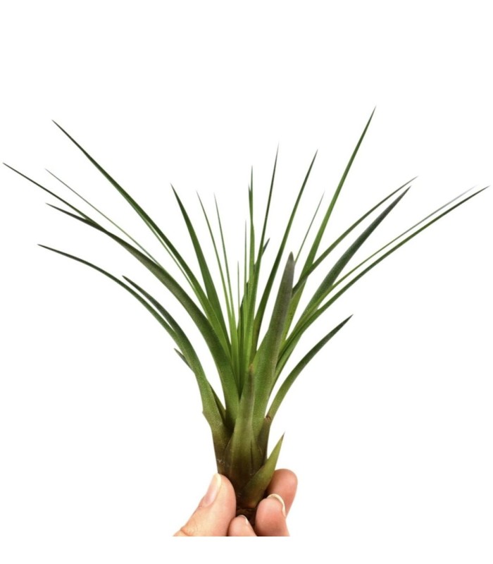 tillandsia ionantha