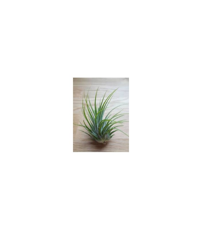 Tillandsia - pianta dell'aria