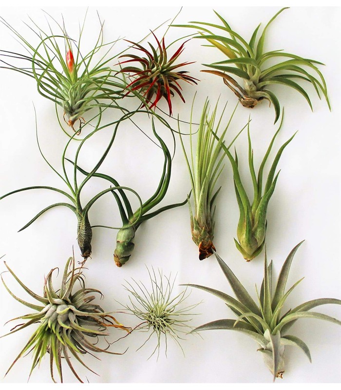 Tillandsia - pianta dell'aria
