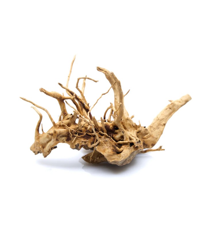 legno radice azalea per terrario