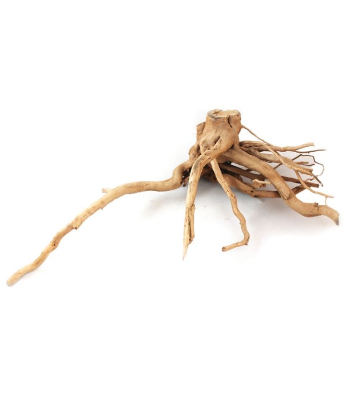 legno radice azalea per terrario