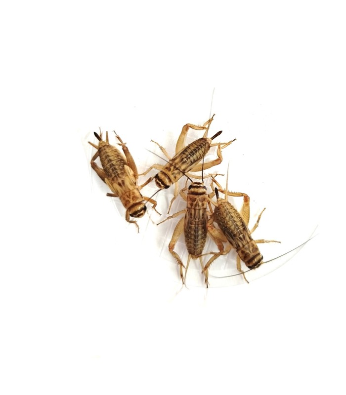 Alimento per Insetti da pasto