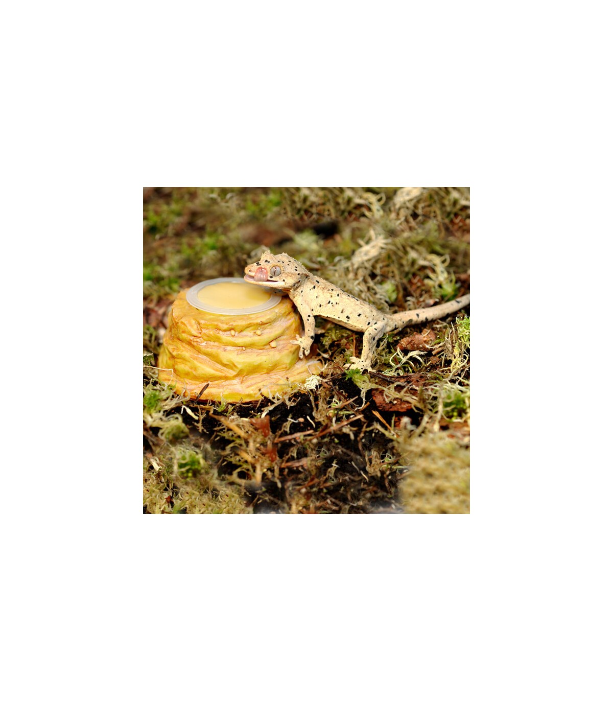 portagel per gelatine