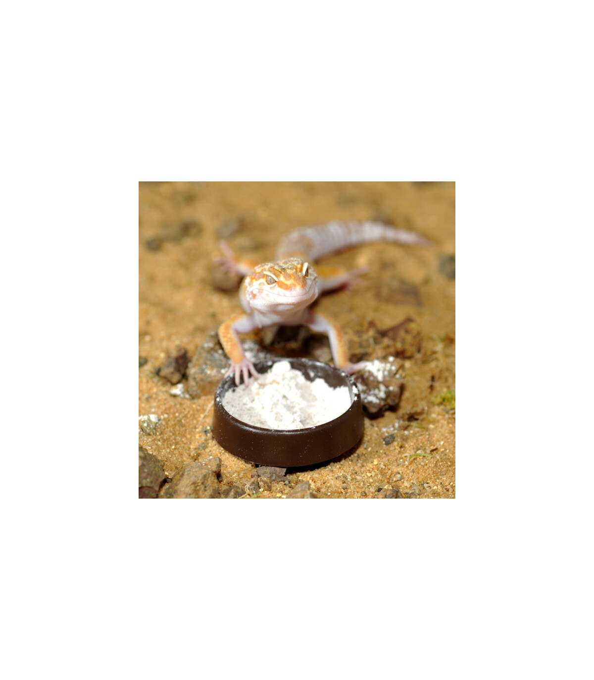 calcio in polvere per rettili e insetti