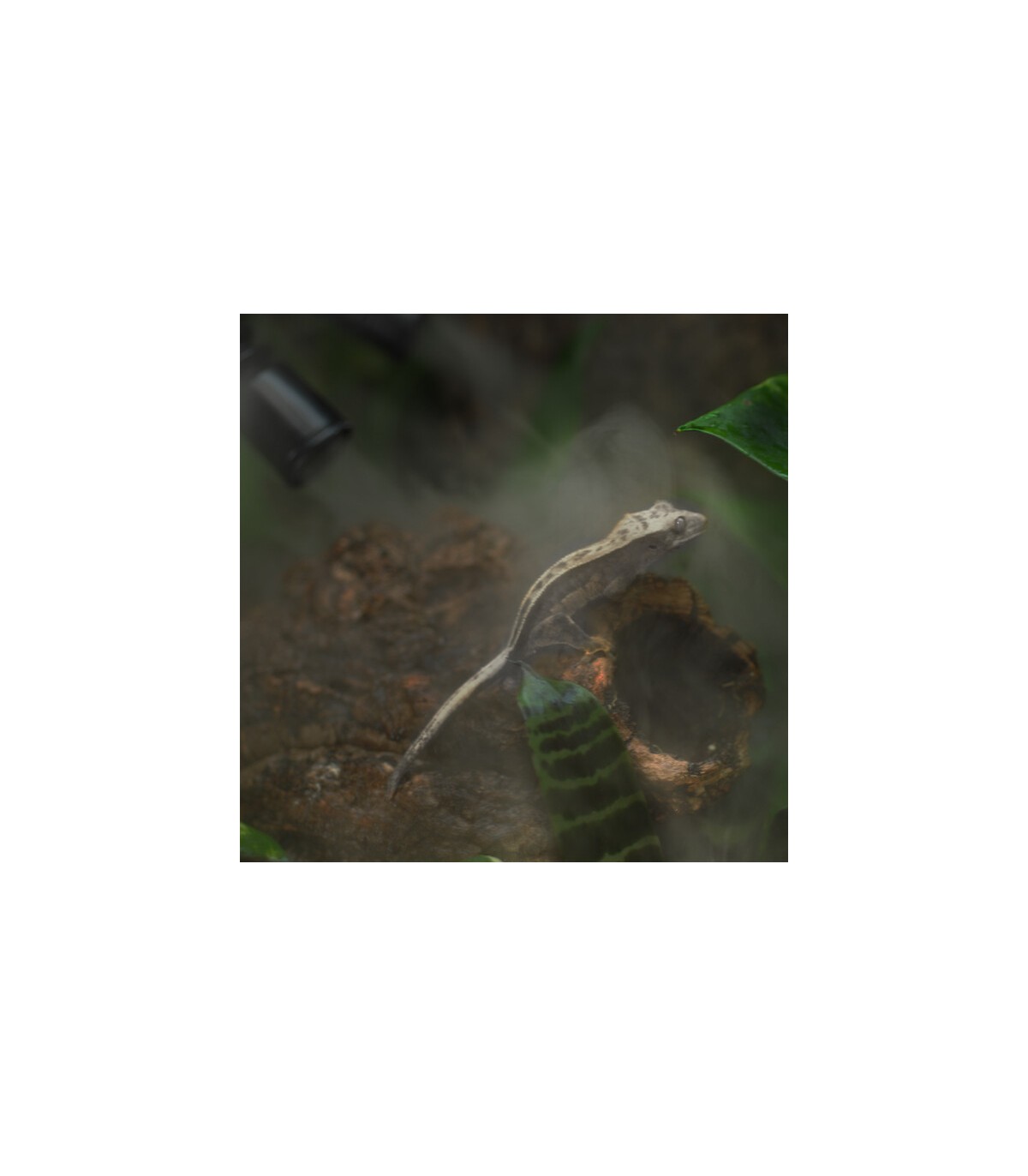 Umidificatore digitale temporizzato per terrari e paludari