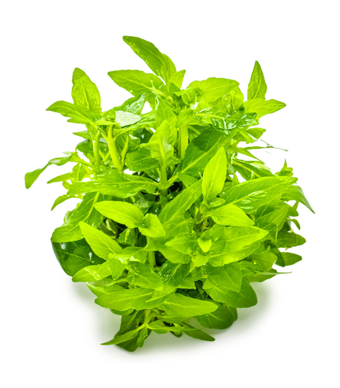 Staurogyne repens pianta per acquario