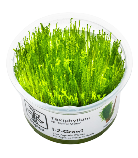 Taxiphyllum  'Spiky Moss' (Muschio Spinoso)