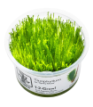 Taxiphyllum  'Spiky Moss' (Muschio Spinoso) | Vasetto 1•2•Grow