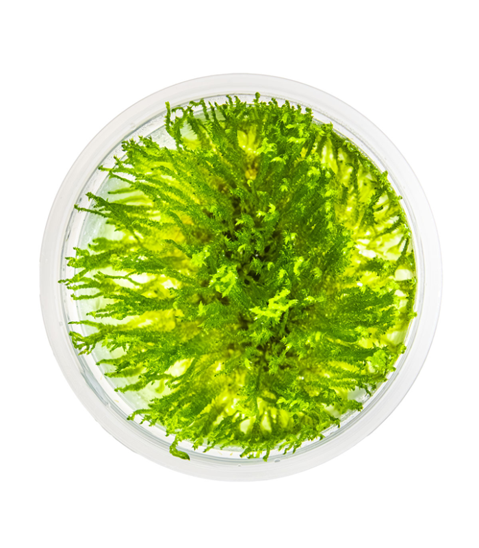 Taxiphyllum  'Spiky Moss'